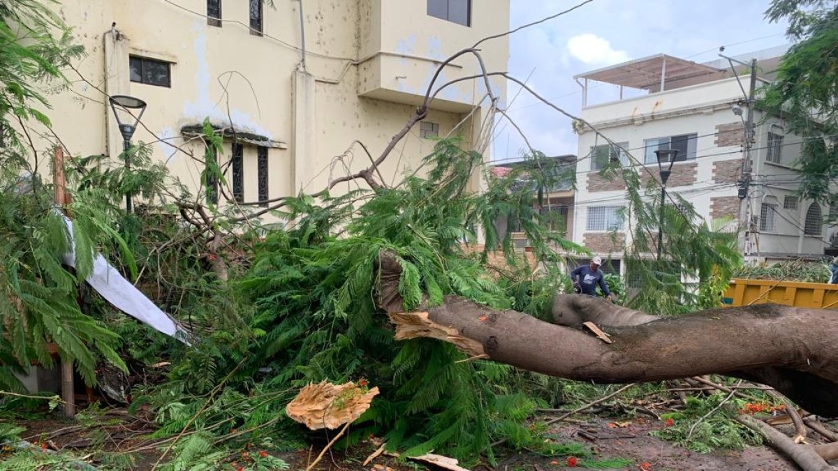 Urdenor 1. El árbol se mantuvo obstaculizando el paso varios días.