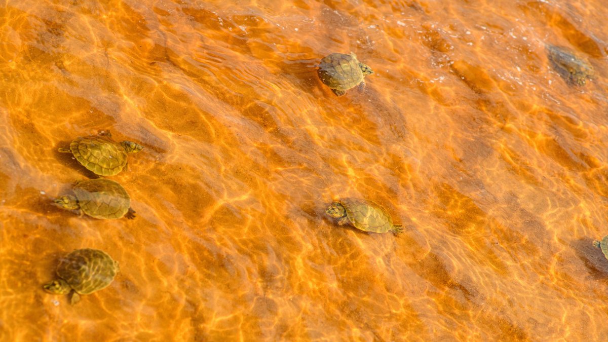Las tortugas nacieron en la mayor anidación en las playas del río Iténez en Bolivia y Guaporé en Brasil.