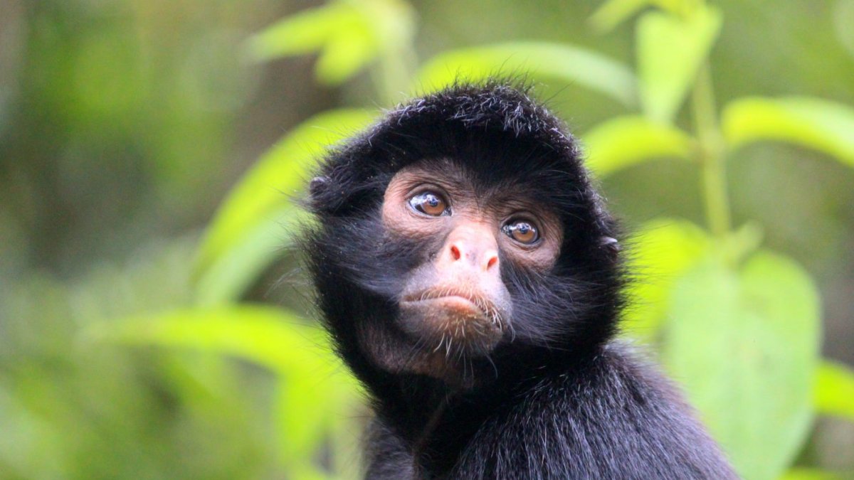 La patología hace que el pelaje se torne de color blanco, afecta a la melanina y no es igual al trastorno parecido al albinismo.