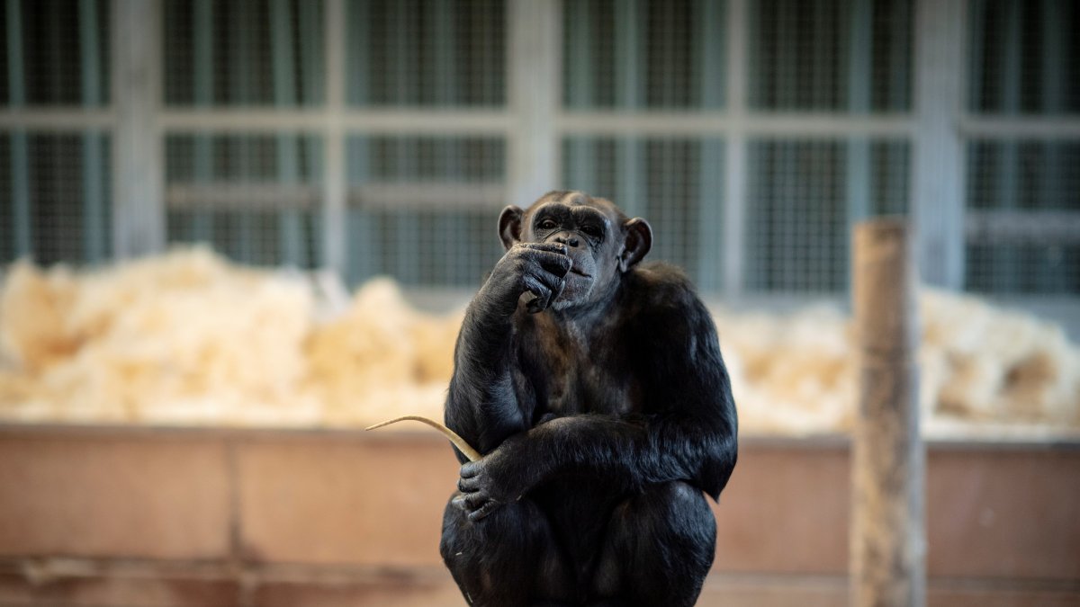 Fotografía de archivo de un chimpancé.