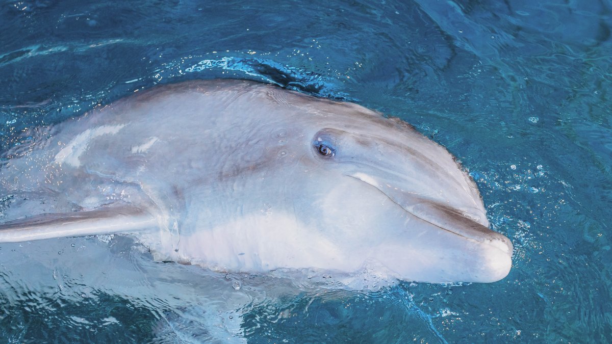 Fotografía cedida sin fechar de Clearwater Marine Aquarium (CMA) donde se muestra al delfín Hemingway, en Florida (EE.UU.).