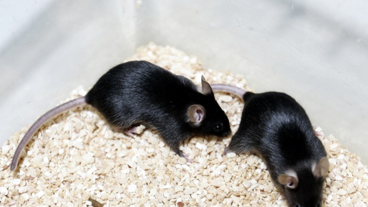 Ratones de laboratorio utilizados en los experimentos.