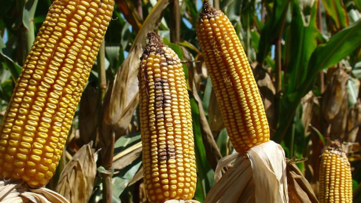 Situación. EE.UU. insiste por la importación del maíz transgénico.