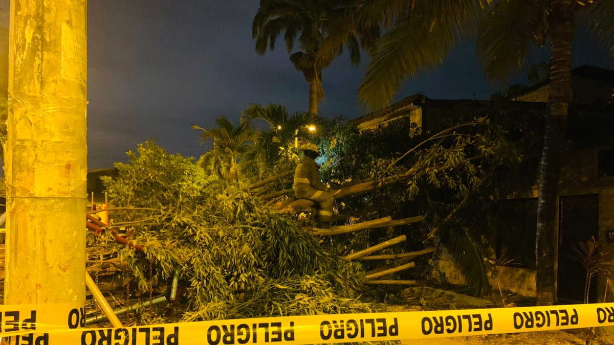 Huancavilca Sur. Un árbol de eucalipto cayó sobre una vivienda.