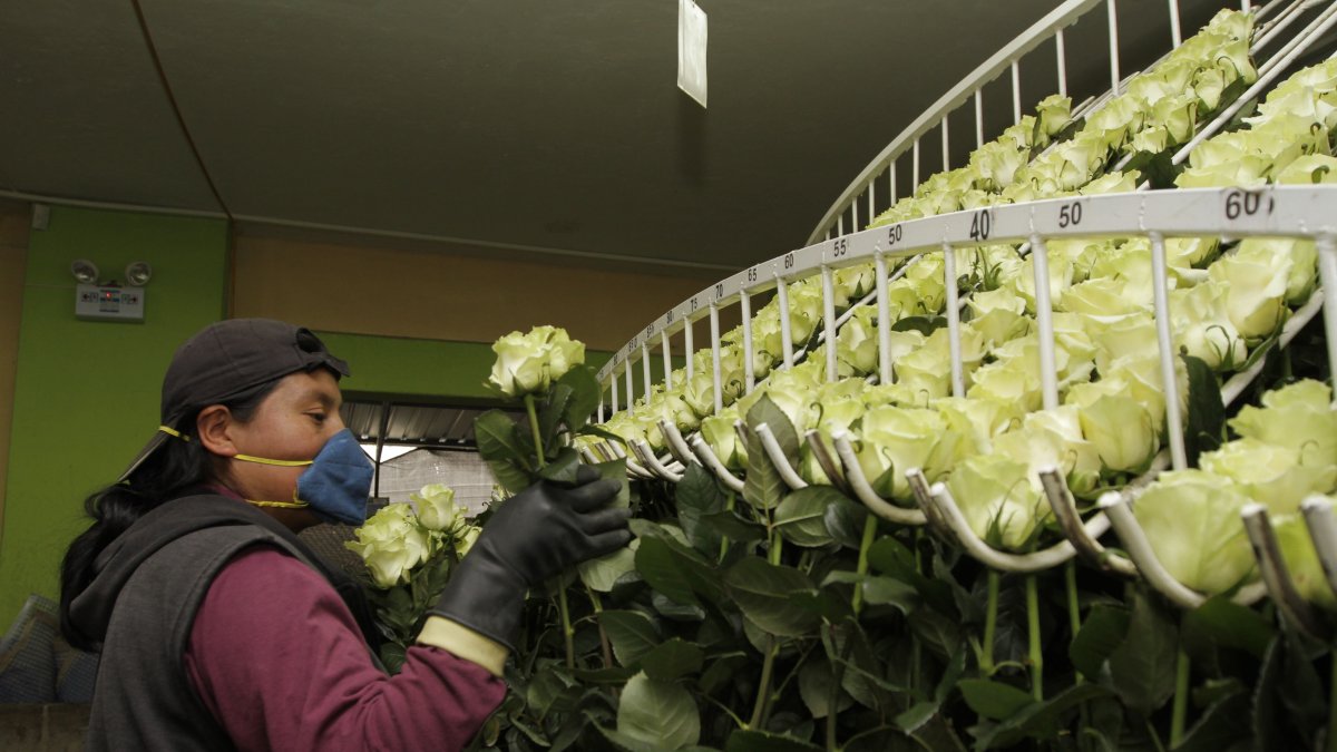 Hacienda.- Una persona que trabaja en la industria de las flores arregla las rosas para la exportación.