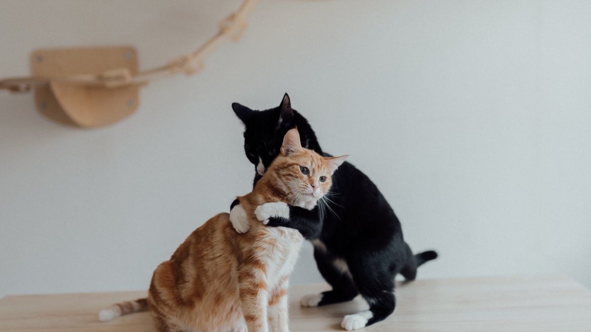Estudio. Una investigación revisa las interacciones entre los gatos.