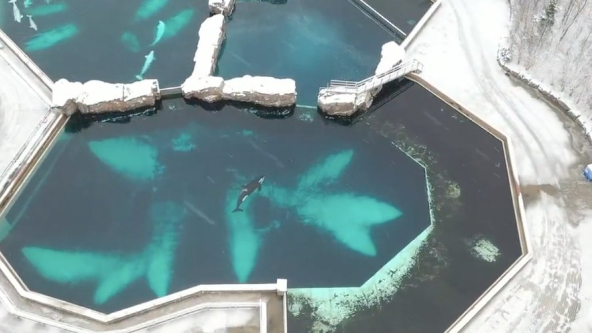 La orca Kiska en e centro de la imagen, sola en una de las piscinas del Marineland de Ontario.