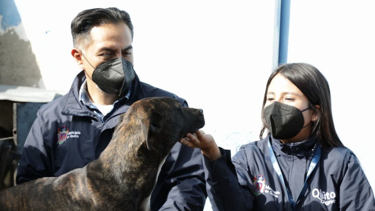 Chequeo. El animalito sería similar a un Pitbull. Mientras lo analizaban los médicos, se mostraba temeroso.