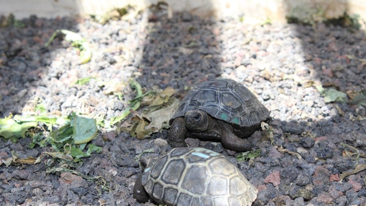 Galápagos. Tortugas del Centro de Crianza Arnaldo Tupiza, del PNG.
