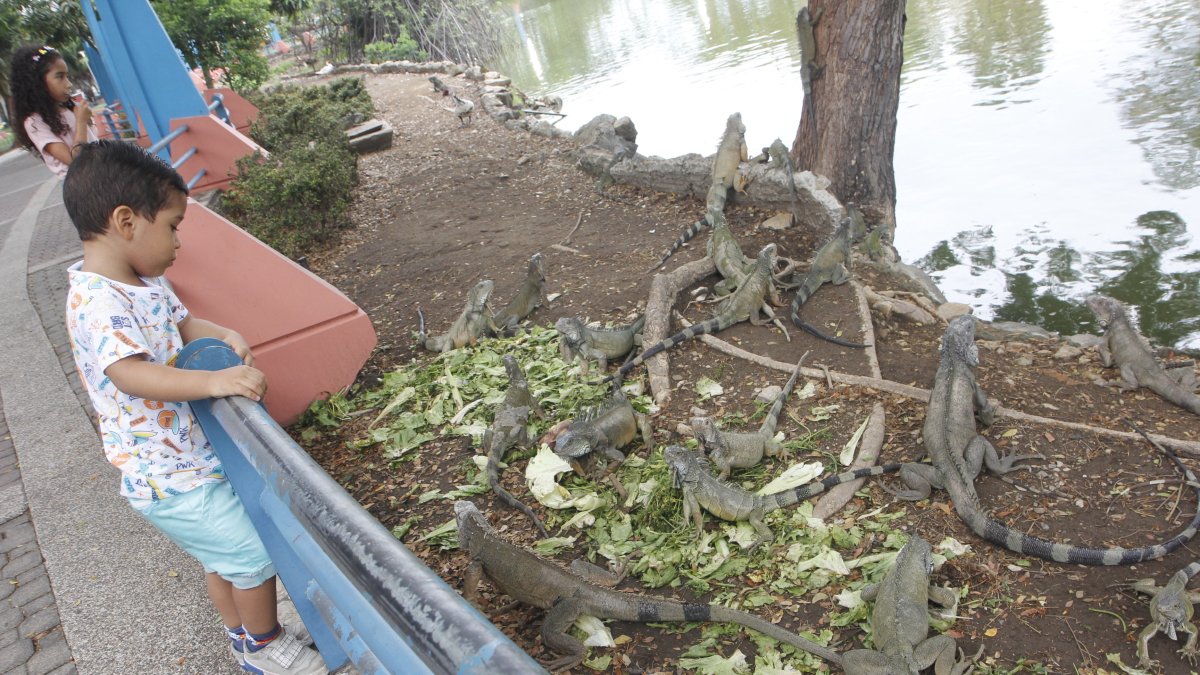 Parque Forestal. De todas las edades se maravillan con las iguanas y se detienen a darles de comer.
