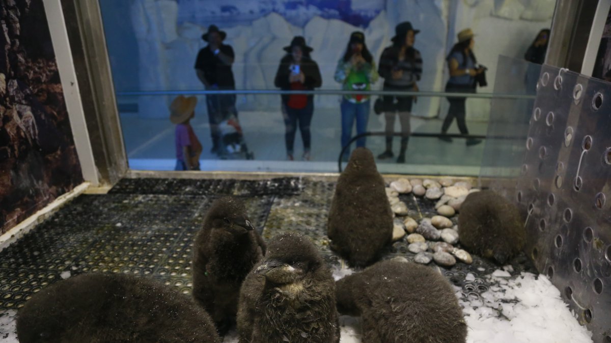 Labor. Un grupo de polluelos de pingüinos Adelia permanece en su corral, en el zoológico de Guadalajara, observado por visitantes.