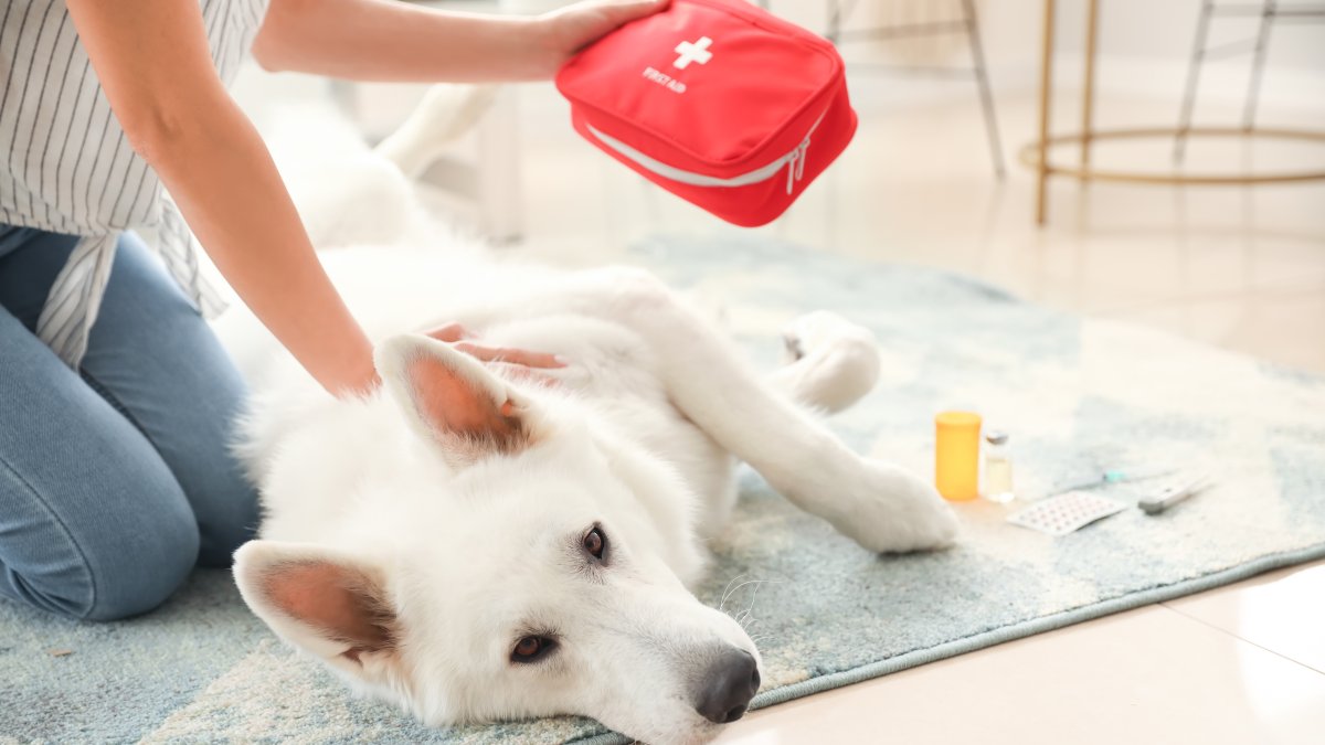 Conozca cómo actuar en casos de emergencia.