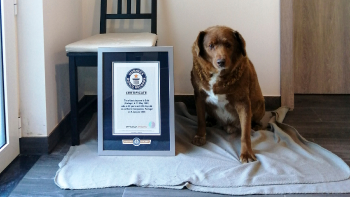 Bobi, un mastín del Alentejo de 30 años y 267 días de edad y residente en el municipio de Leiria (centro de Portugal), ha sido reconocido este jueves con el Récord Guinnes por ser el perro más viejo del mundo.