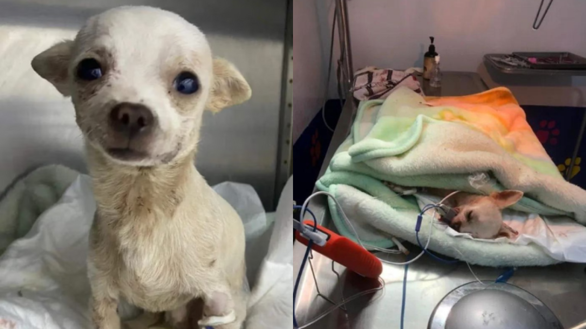 El perrito permaneció varias horas en observación luego de su operación