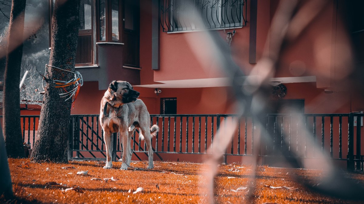 Alerta. El 2022 fue un mal año para las mascotas. Aumentó el porcentaje de los perros que tras haberse perdido, no volvieron a casa.