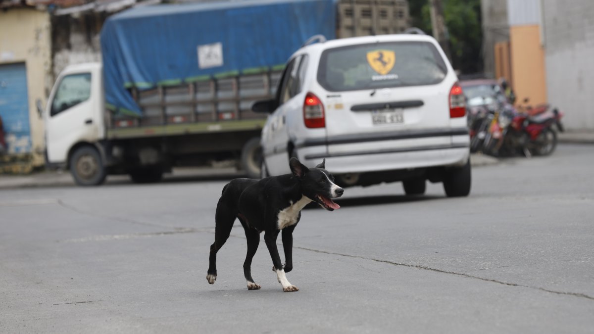Referencial. Los perros (machos) son los que más se pierden en la urbe.