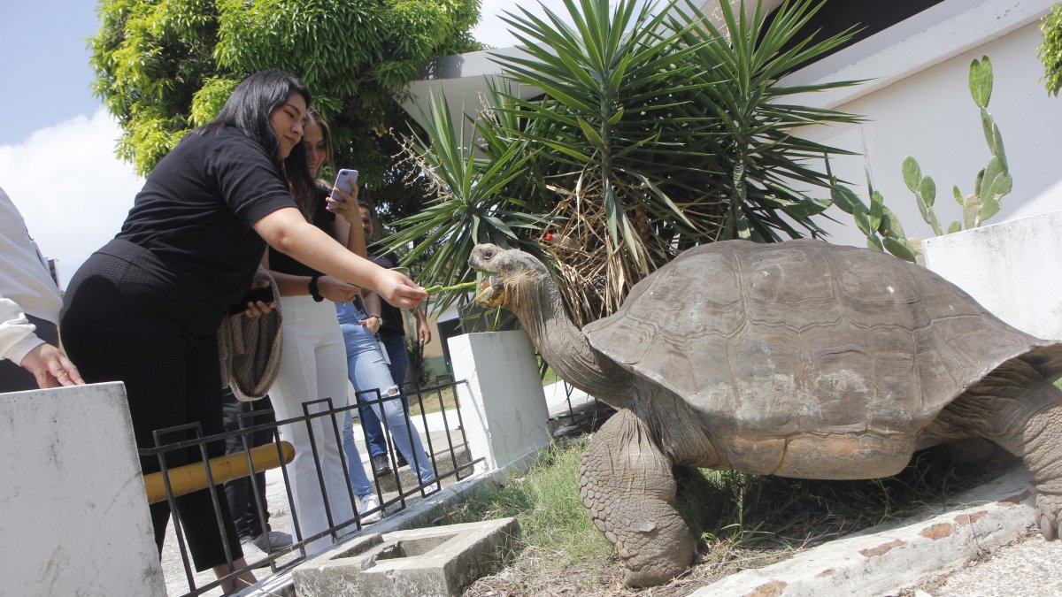 Contacto. Quienes visitan el campus Espol Las Peñas pueden observa las tortugas gigantes que tienen su hábitat en este sitio. Algunos aprovechan para tomarles fotos y alimentarlas con cactus que a ellas tanto les gusta.