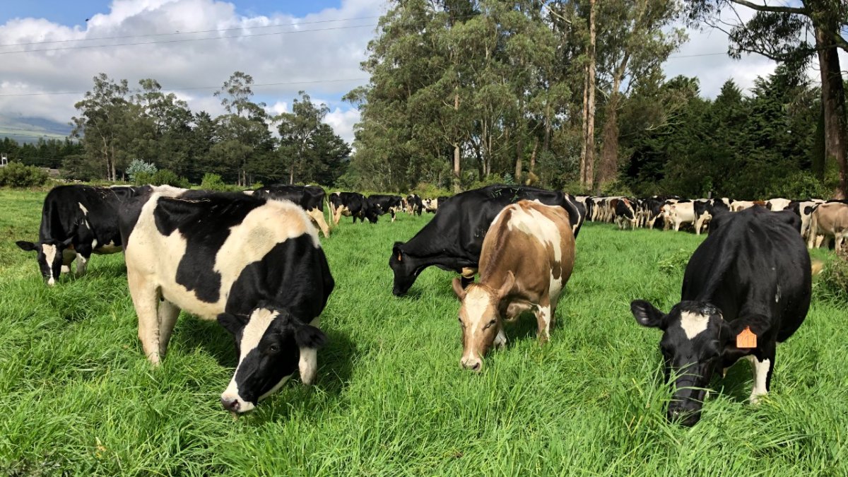 Ganadería.- La hacienda María Gabriela, una de las que está certificada en carbono neutro en Ecuador.
