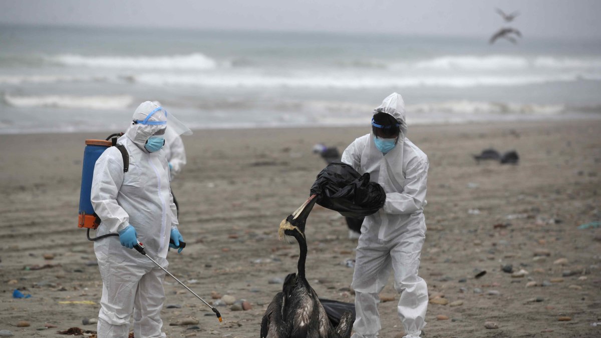 Personal del Servicio Nacional de Sanidad Agraria de Perú (Senasa) recoge pelícanos muertos infectados con gripe aviar  al sur de Lima (Perú), en una fotografía de archivo.
