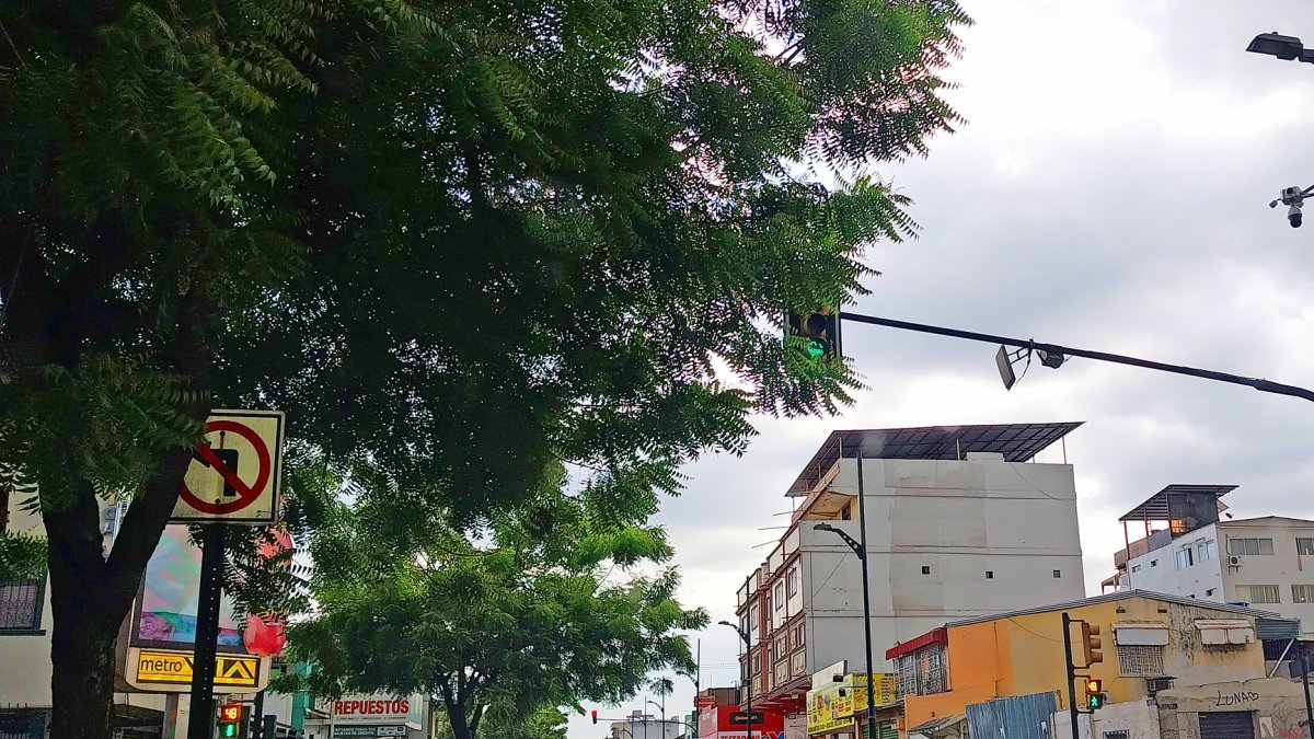 La falta de poda de los árboles ha originado que las ramas de estos tapen las señales de tránsito en diferentes sectores de la ciudad.