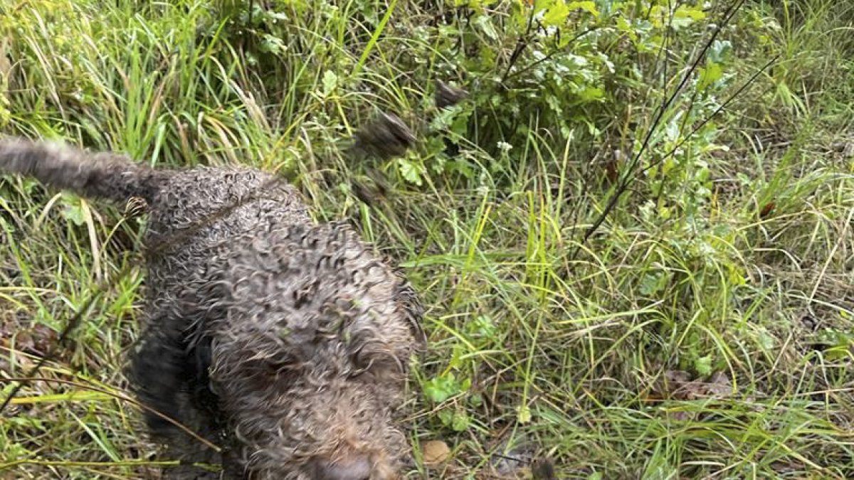 Cientos de perros, zorros y lobos están muriendo en los bosques de Italia. Los excursionistas se los encuentran descomponiéndose en el suelo