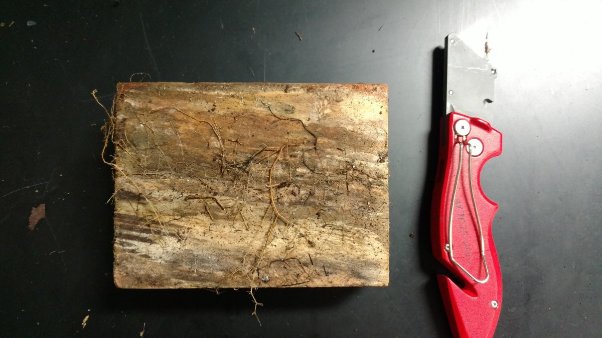 Fotografía cedida por la Universidad Internacional de Florida (FIU) donde se aprecia una muestra de madera en descomposición debido a las termitas.