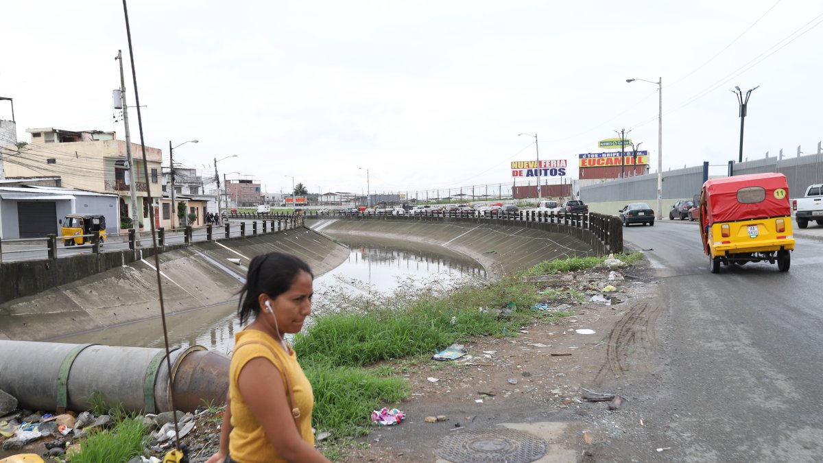 Escenario. Los canales de aguas lluvias del norte de Guayaquil son algunos de los puntos en donde las quejas por la cantidad de mosquitos no cesan.