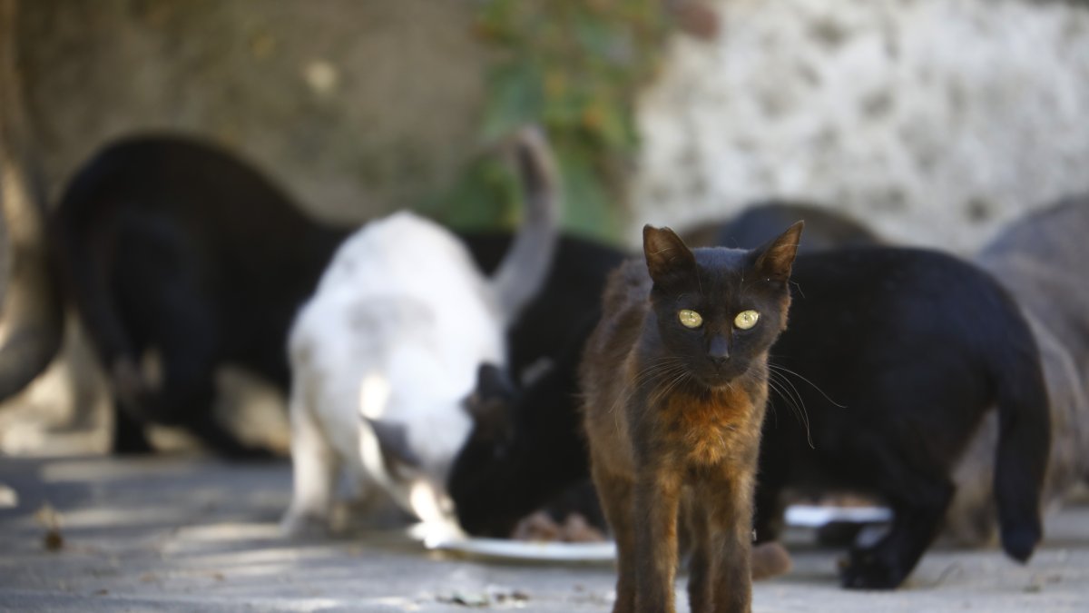 Fotografía de archivo de un grupo de gatos.