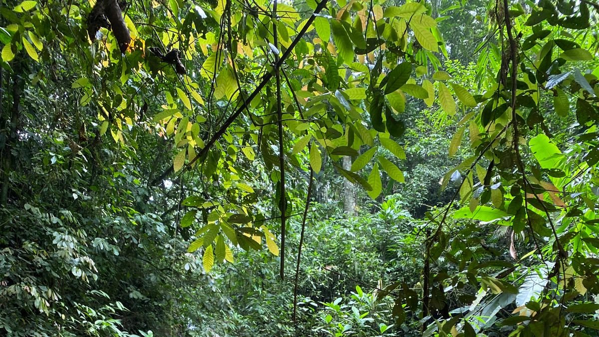 Itinerario. En Balsapamba hay varias cascadas que se pueden recorrer.