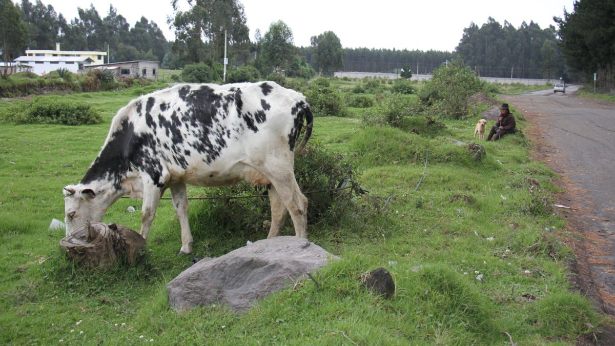 Producción. Las comunidades próximas al coloso de los Andes viven de la leche que obtienen del ganado, que también es de crianza. La agricultura es otra fuente.