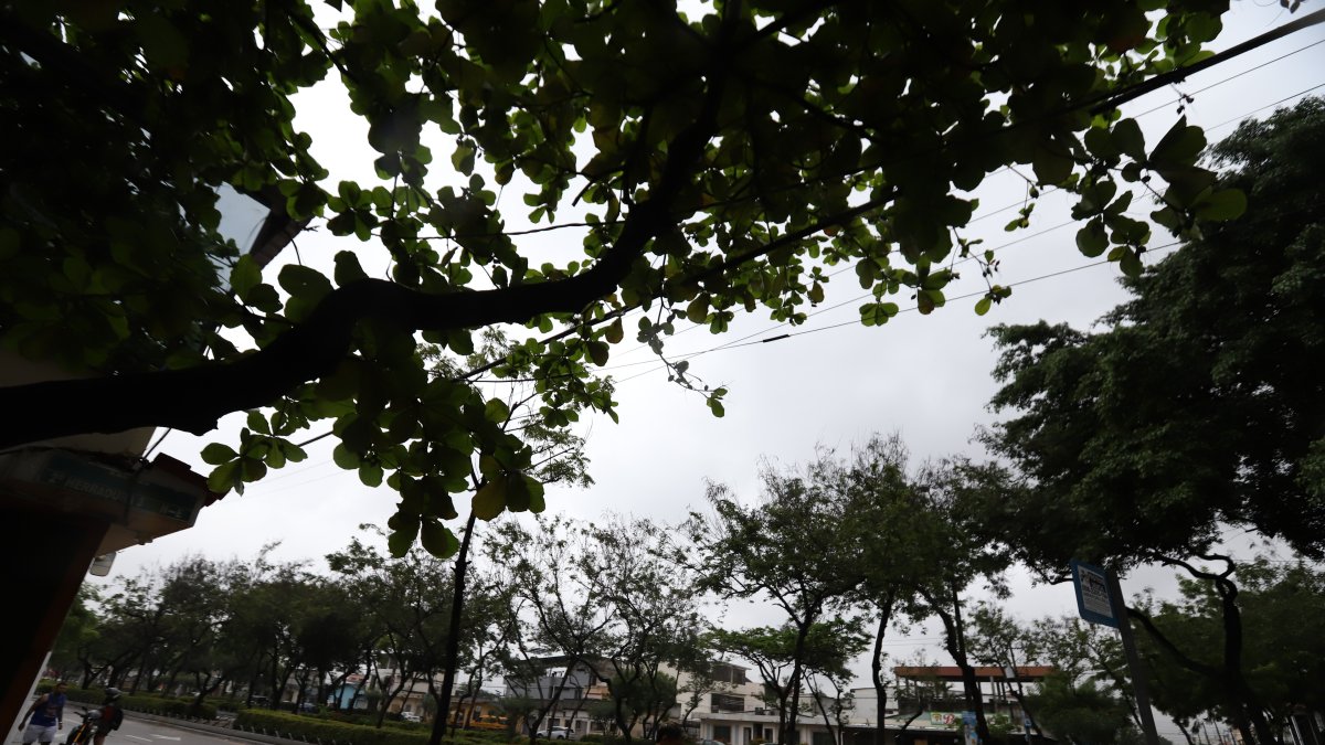 Los arboles incluso llegan a topar con el cableado del sector.