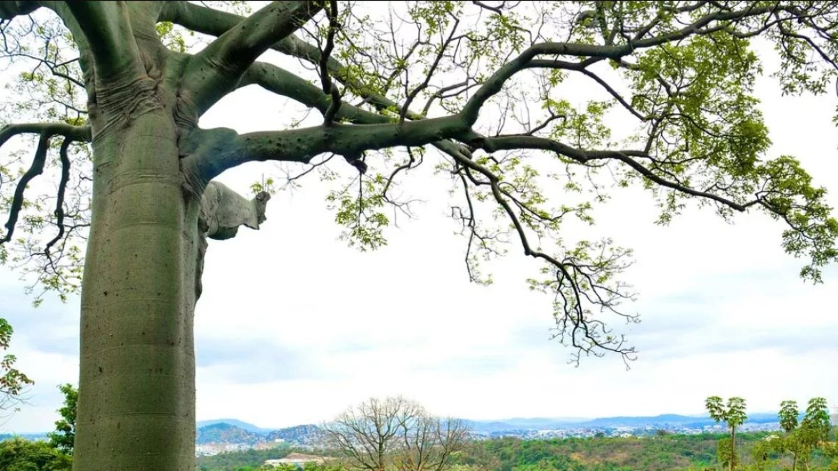 En La Prosperina hay 121 especies de árboles.