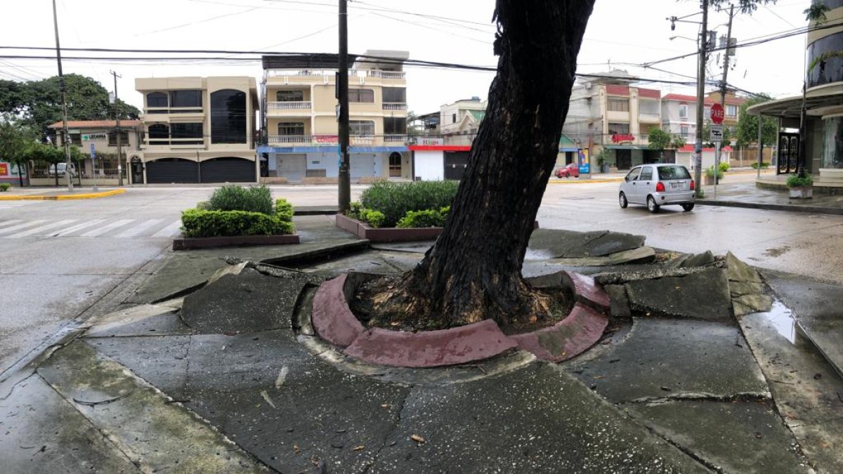 Los parterres cuarteados han dado cabida a que los roedores usen estos espacios como refugio.