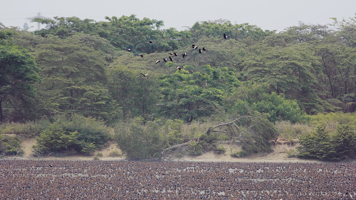 La evidente proliferación aves en el islote El Palmar preocupa a pasajeros y expertos en aviación.