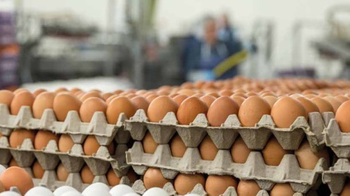 Alimento.- El clima también afecta la producción de huevos en Taiwán.