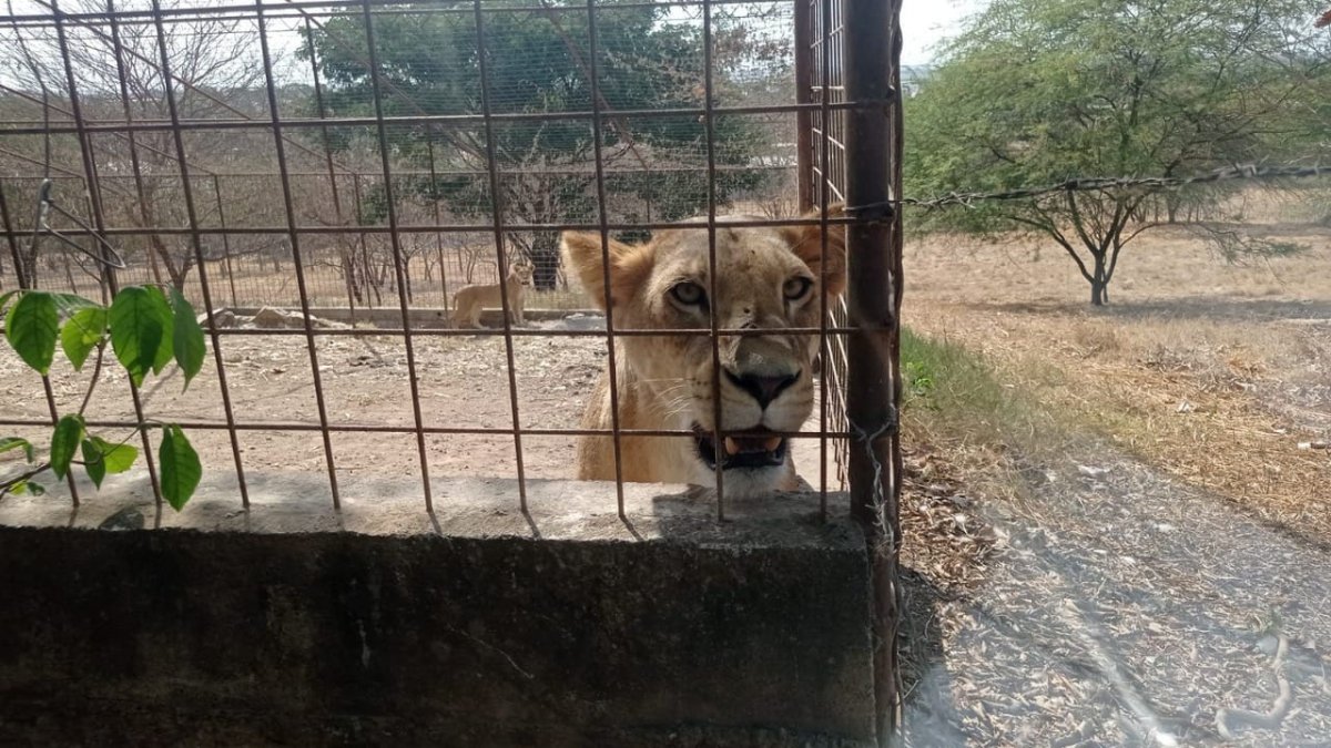 Situación. La organización constató el estado de animales salvajes.