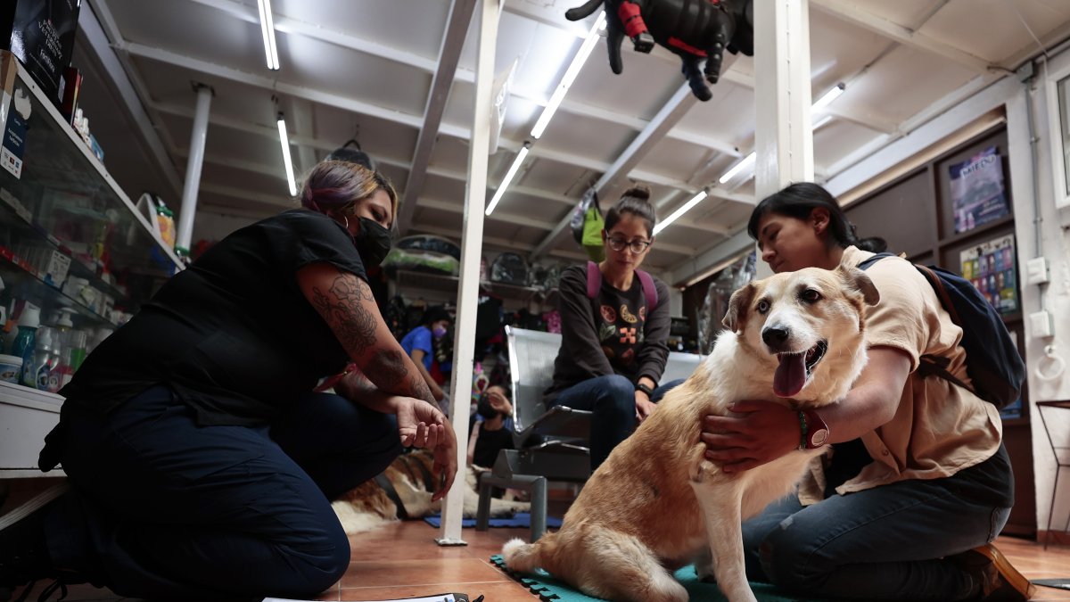 Ciudad de México. Una especialista atiende a una perra que llegó enferma al centro de rehabilitación Car-can.