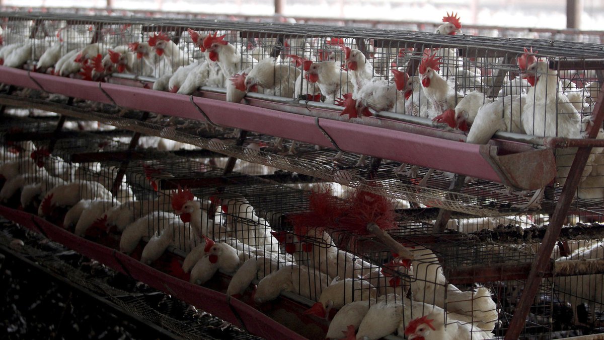 Alcance. La enfermedad se ha reportado en 11 regiones del país.