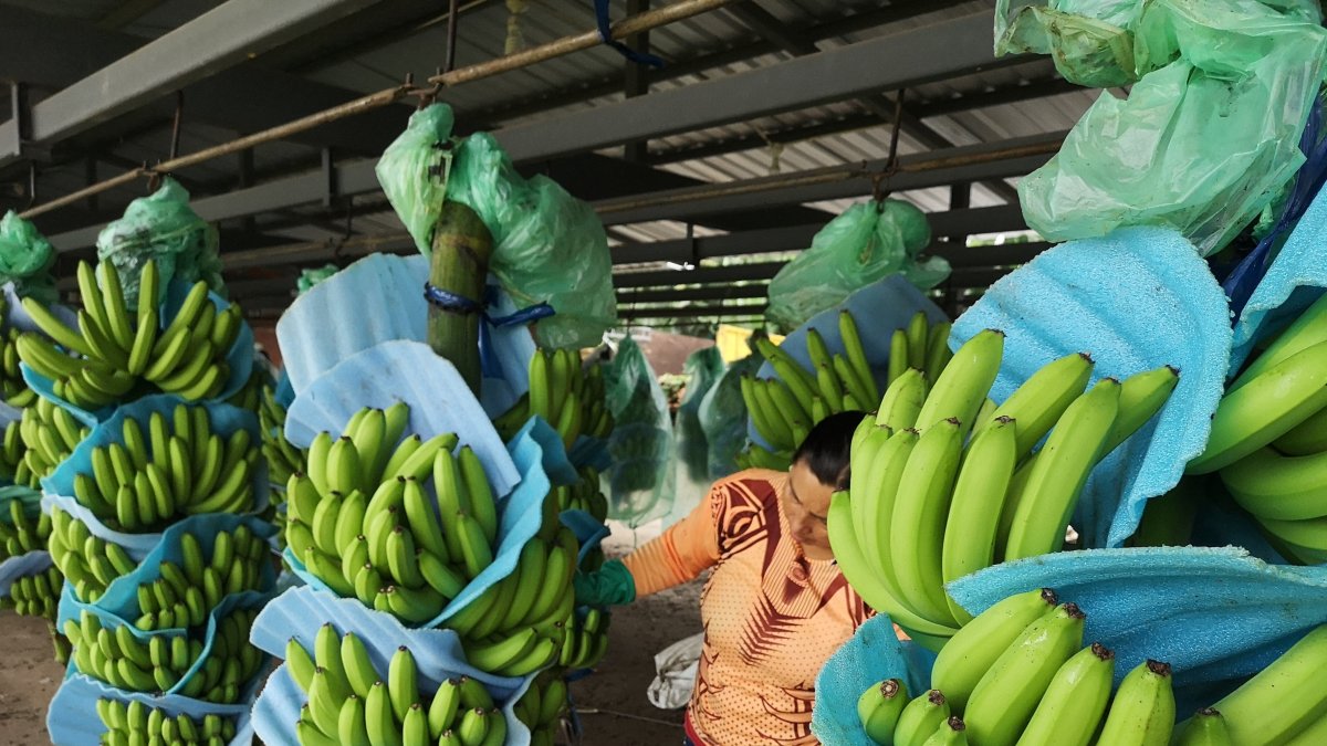 El banano es uno de los productos que más le vende Ecuador a Argentina.|