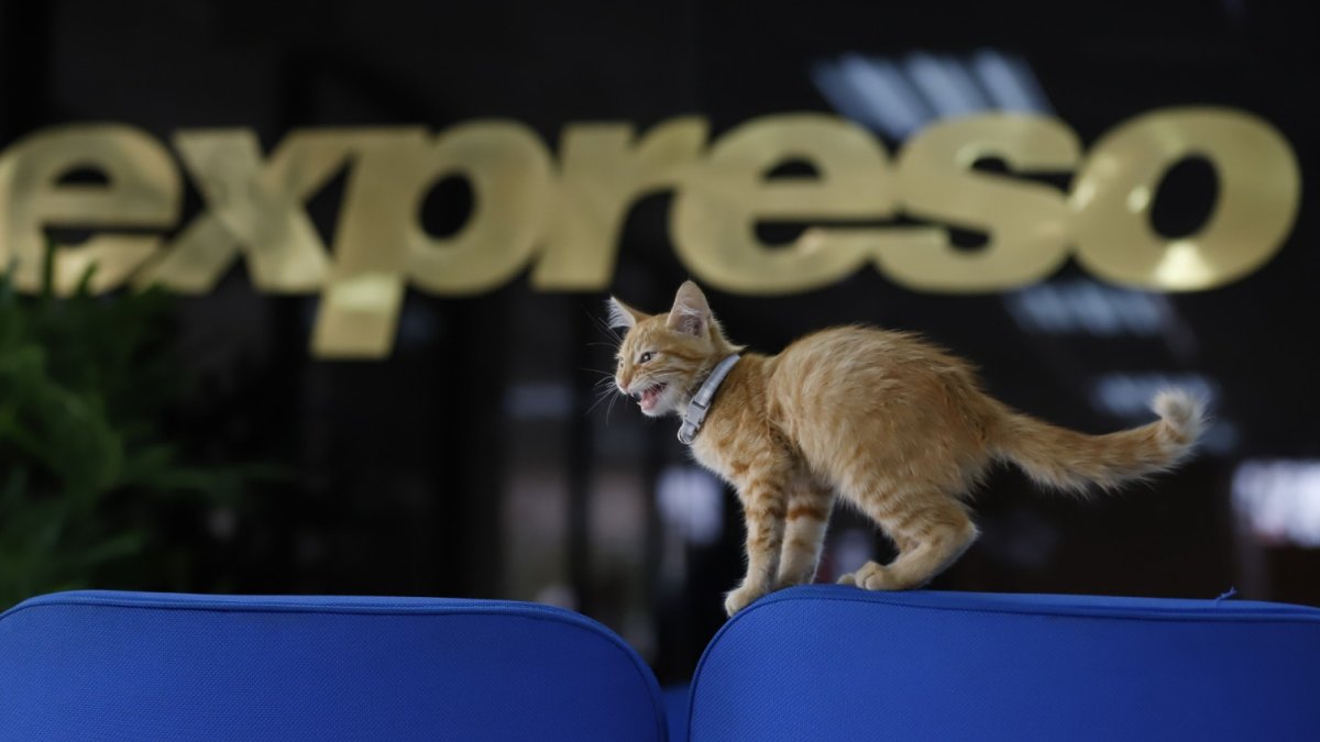 El gatito tiene tres meses, según el veterinario que lo atendió.