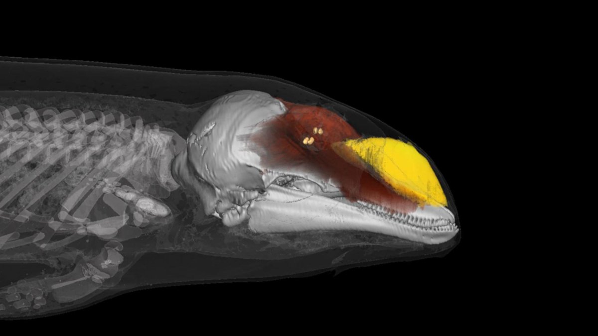 Escáner del morro productor de sonido de una marsopa. La imagen muestra las dos fuentes de sonido y el melón de grasa que conduce el sonido al agua.