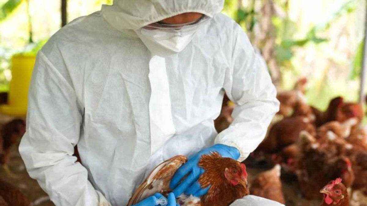 Personal del Ministerio de Salud Pública comienza a vacunar a las aves de corral para evitar contagios.