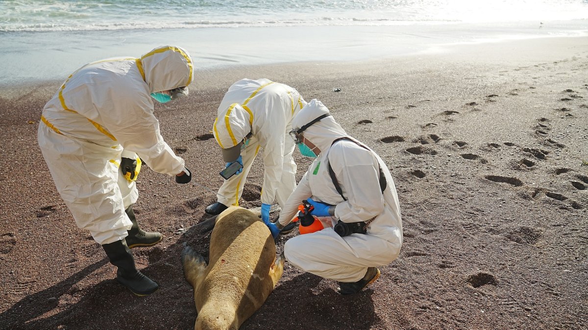 Trabajadores tomando muestras de un lobo marino muerto, en áreas naturales protegidas del litoral de Perú.