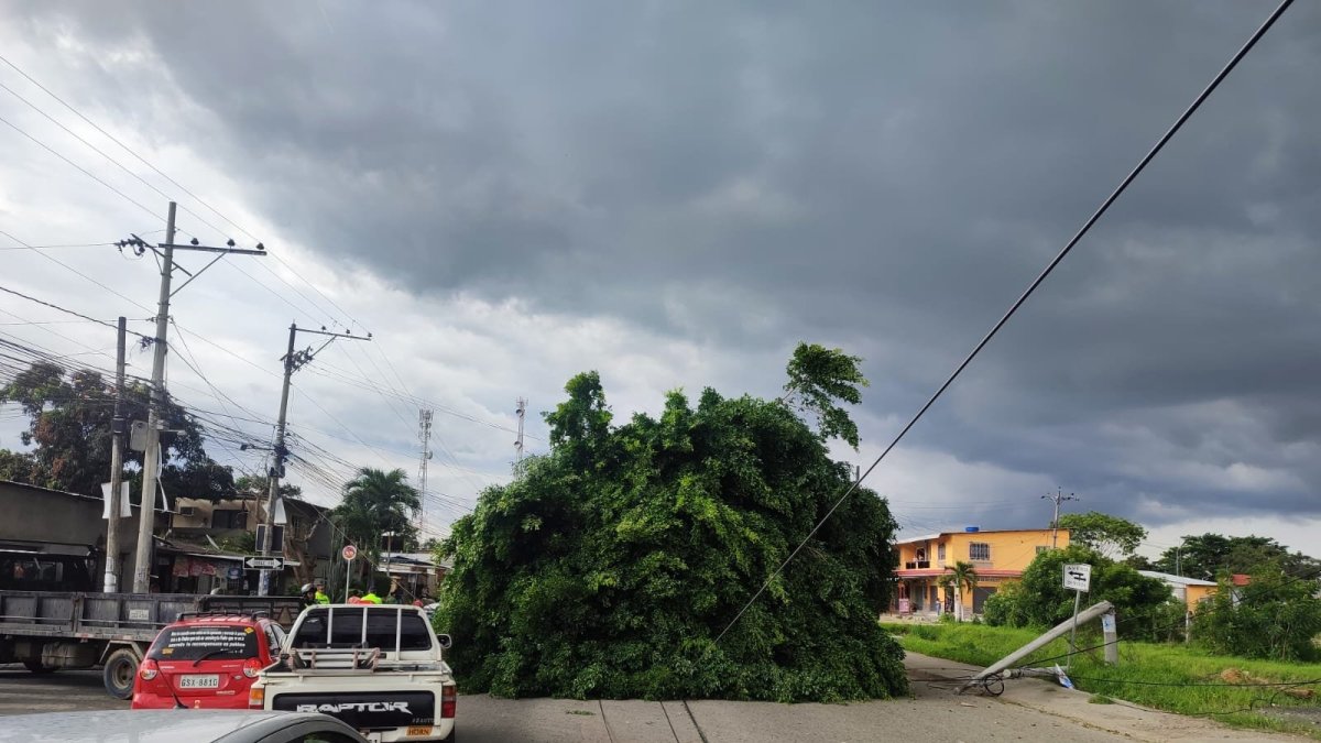 El tráfico se volvió lento debido a la obstaculización del árbol.