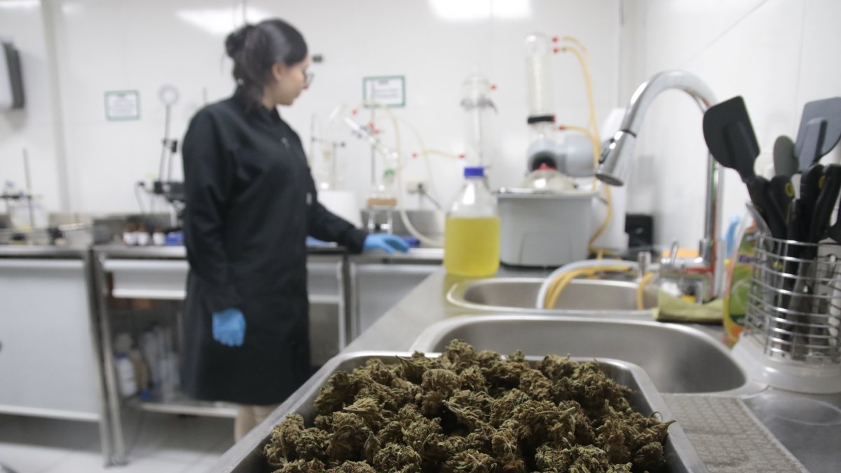 Proceso. El cannabis es filtrado a través de varios procesos para extraer el CBD, lo que toma alrededor de dos semanas.