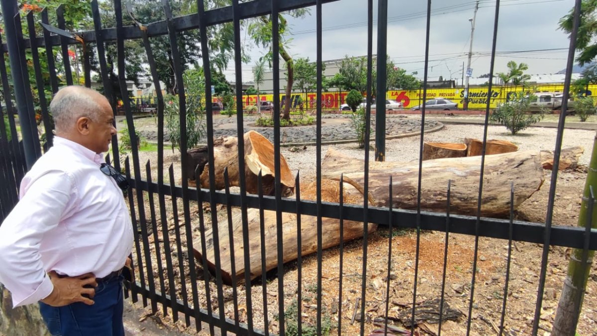 Algunos ciudadanos se detienen para mirar con decepción los troncos en el piso del parque.