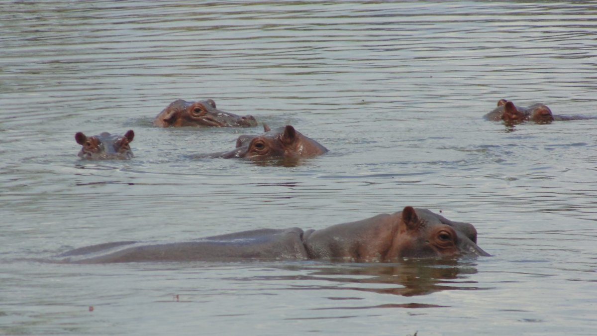 Hipopótamos habitan en el río Magdalena, Colombia