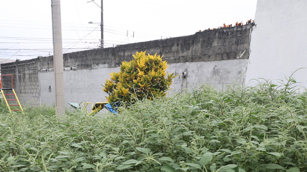 Molestias. La gran cantidad de monte ha atraido una horda de mosquitos en la zona.