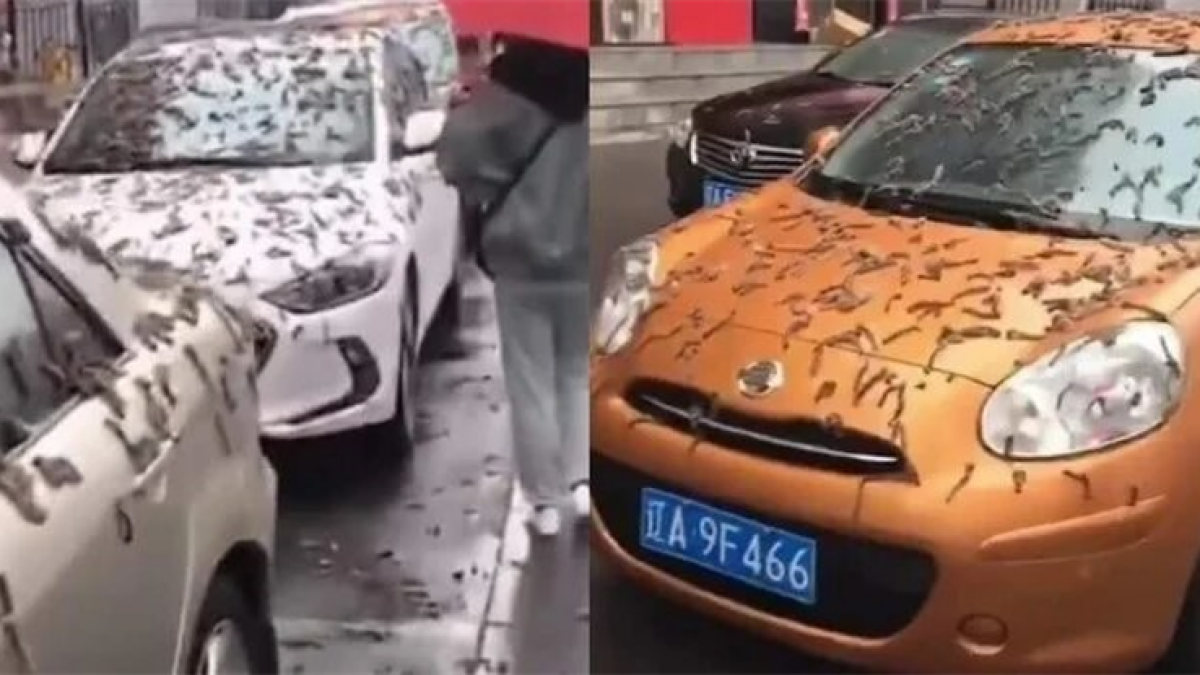 Aparecieron gusanos de la nada en China.