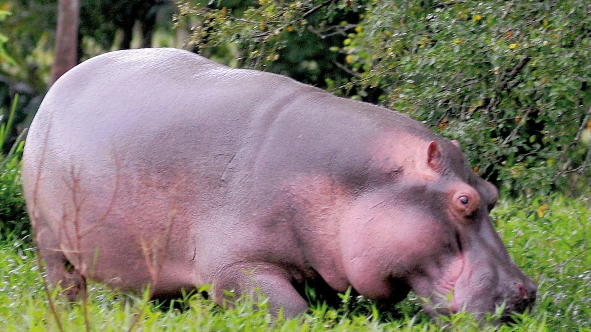Referencia. La norma ecuatoriana prohibe la importación de animales exóticos al país.